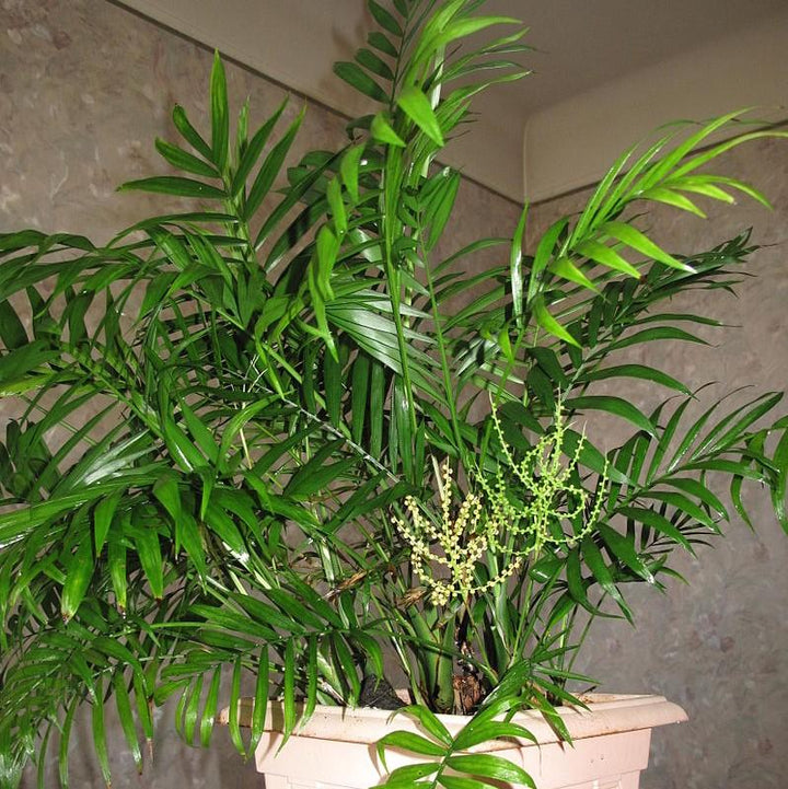 Chamaedorea elegans ~ Parlor Palm, Miniature Palm-ServeScape