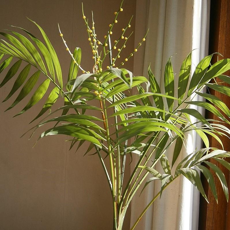 Chamaedorea elegans ~ Parlor Palm, Miniature Palm-ServeScape