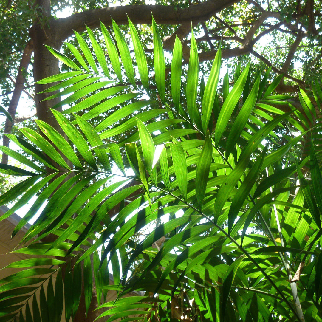 Chamaedorea elegans ~ Parlor Palm, Miniature Palm-ServeScape