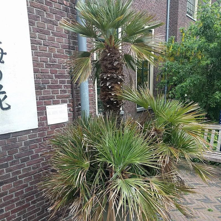 Chamaerops humilis ~ European Fan Palm-ServeScape