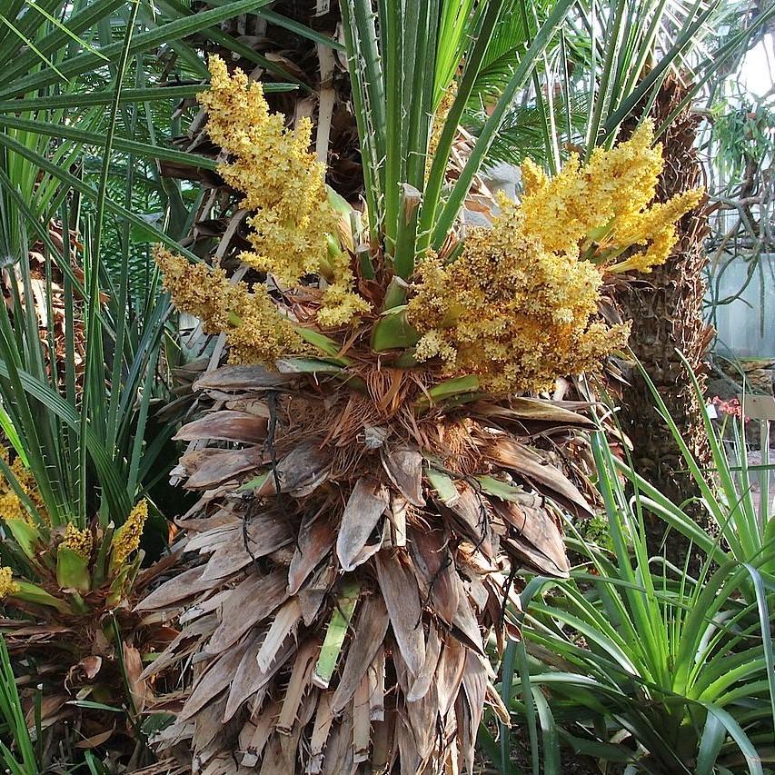 Chamaerops humilis ~ European Fan Palm-ServeScape
