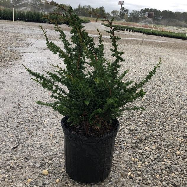 Chamaecyparis obtusa 'Filicoides' ~ Fernsprey False Cypress-ServeScape