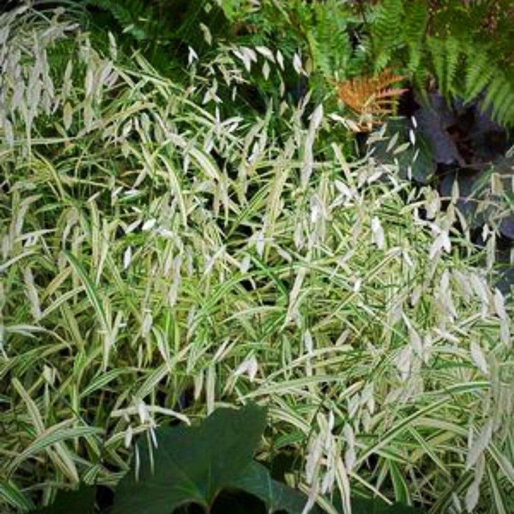 Chasmanthium l. 'River Mist' ~ River Mist Northern Sea Oats - Delivered By ServeScape