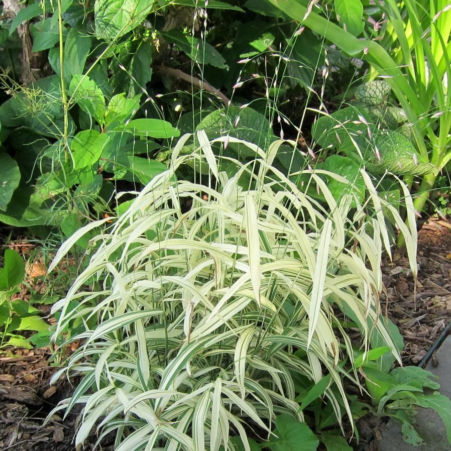 Chasmanthium l. 'River Mist' ~ River Mist Northern Sea Oats-ServeScape