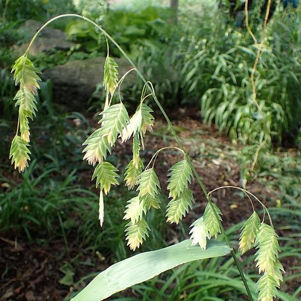 Chasmanthium latifolium ~ River Oats, Inland Sea Oats-ServeScape