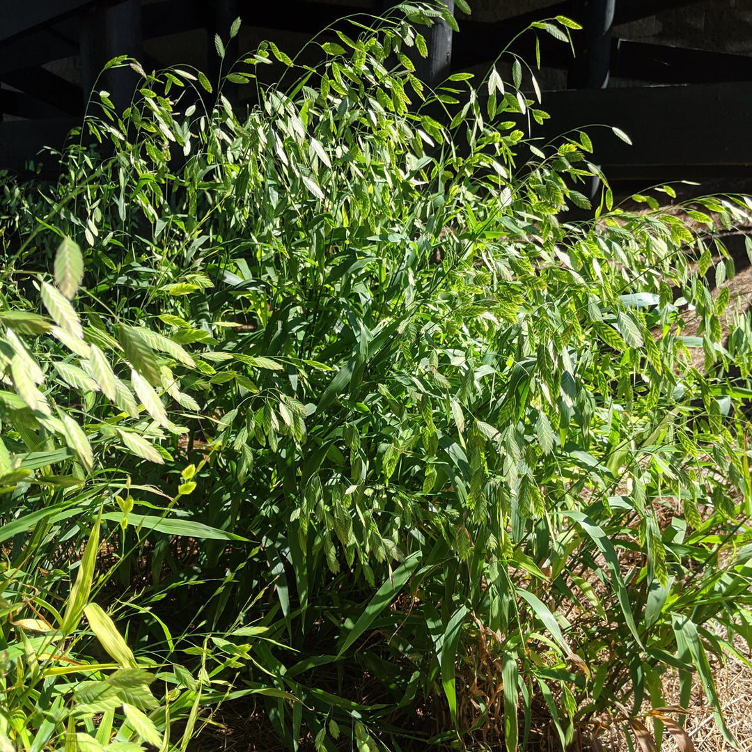 Chasmanthium latifolium ~ River Oats, Inland Sea Oats - Delivered By ServeScape