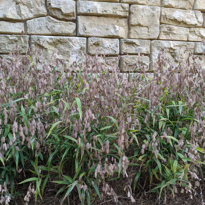 Chasmanthium latifolium ~ River Oats, Inland Sea Oats-ServeScape