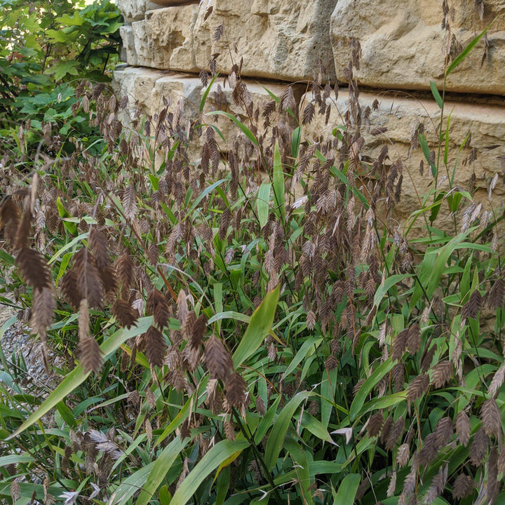 Chasmanthium latifolium ~ River Oats, Inland Sea Oats-ServeScape