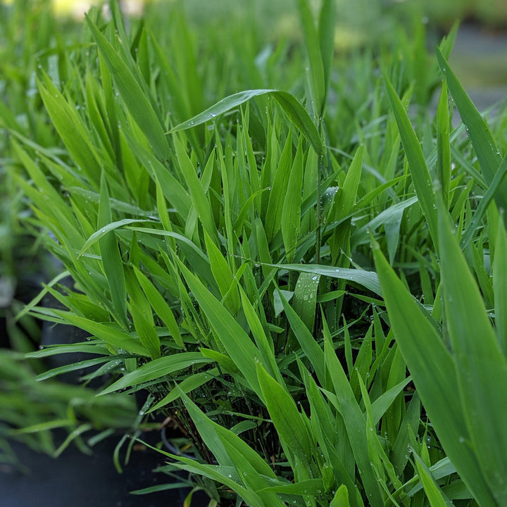 Chasmanthium latifolium ~ River Oats, Inland Sea Oats-ServeScape