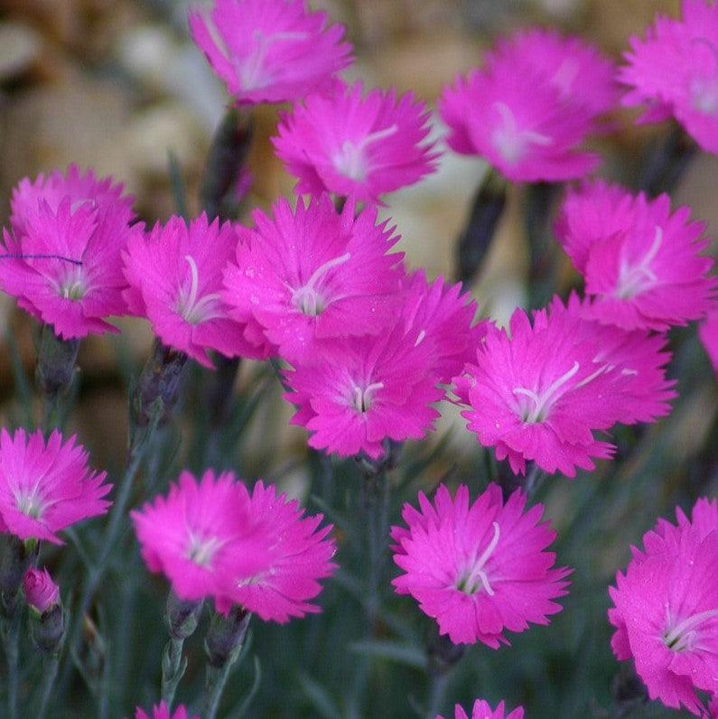 Dianthus gratianapolitanus 'Firewitch' ~ Firewitch Dianthus, Cheddar Pink-ServeScape