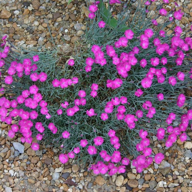 Dianthus gratianapolitanus 'Firewitch' ~ Firewitch Dianthus, Cheddar Pink-ServeScape