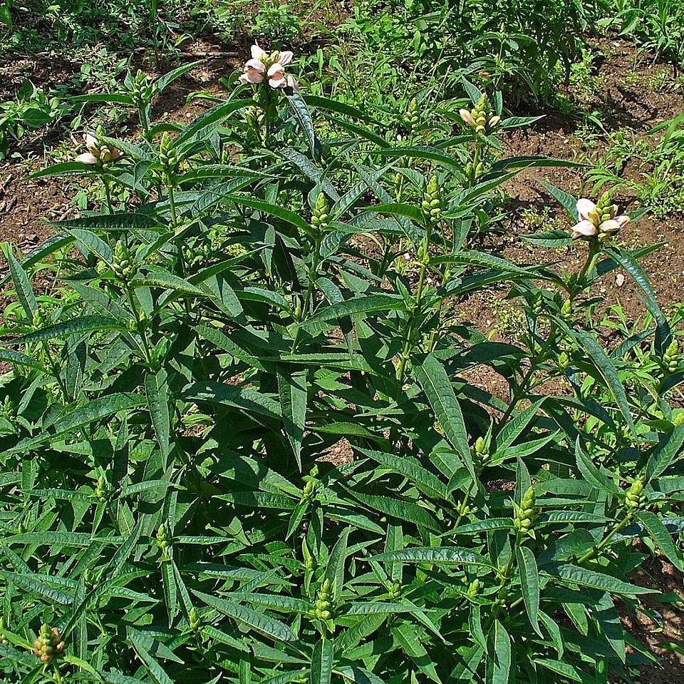 Chelone glabra ~ White Turtlehead-ServeScape