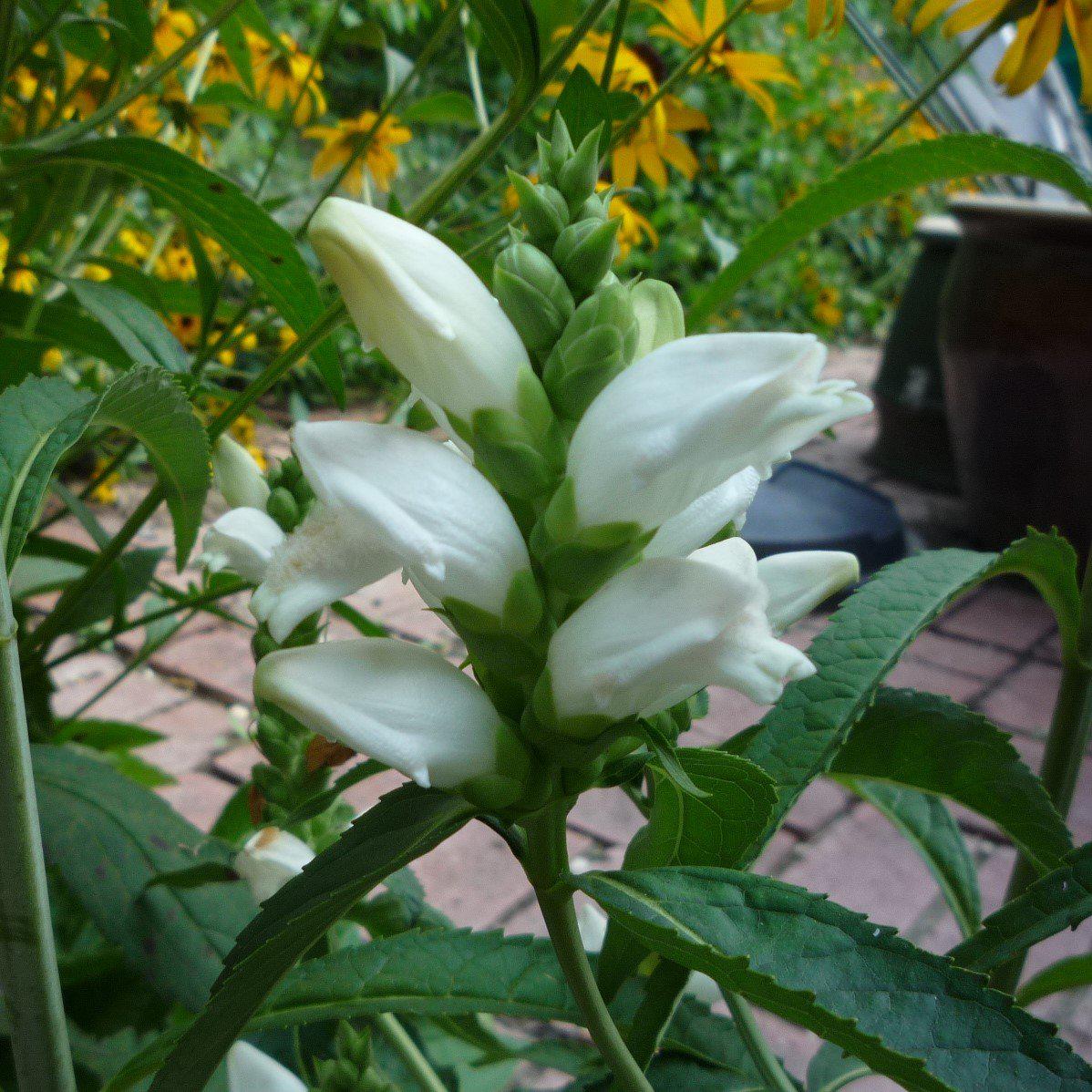 Chelone glabra ~ White Turtlehead - Delivered By ServeScape