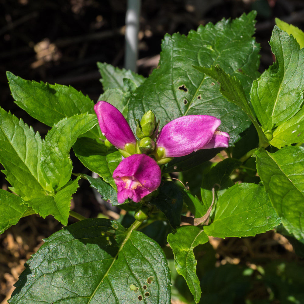 Chelone lyonii 'Hot Lips' ~ Hot Lips Turtlehead-ServeScape