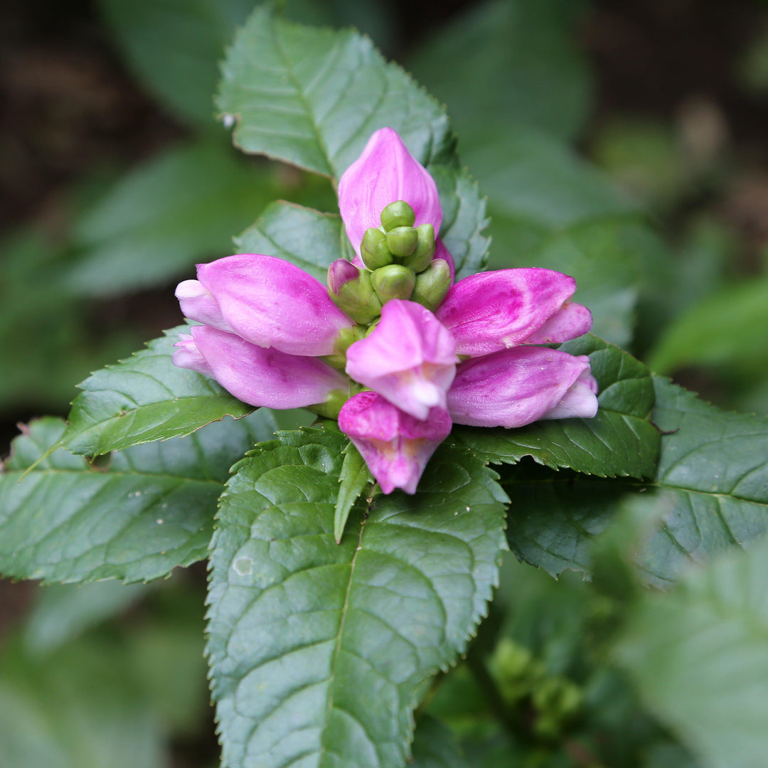 Chelone lyonii 'Hot Lips' ~ Hot Lips Turtlehead-ServeScape