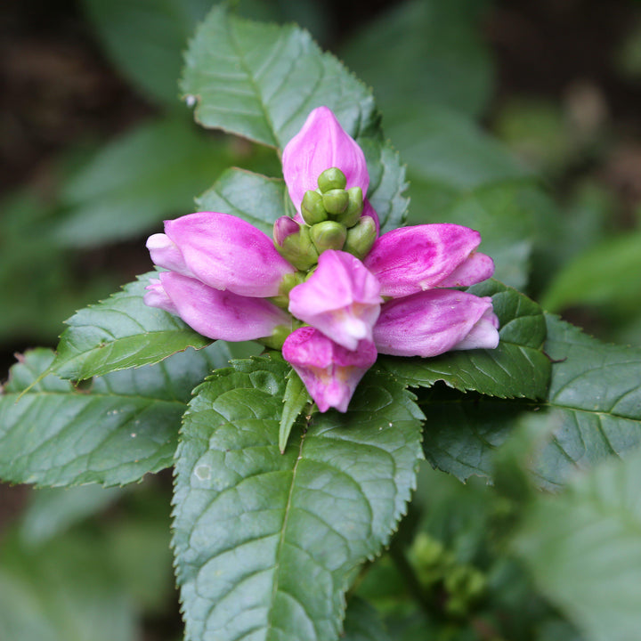 Chelone lyonii 'Hot Lips' ~ Hot Lips Turtlehead-ServeScape