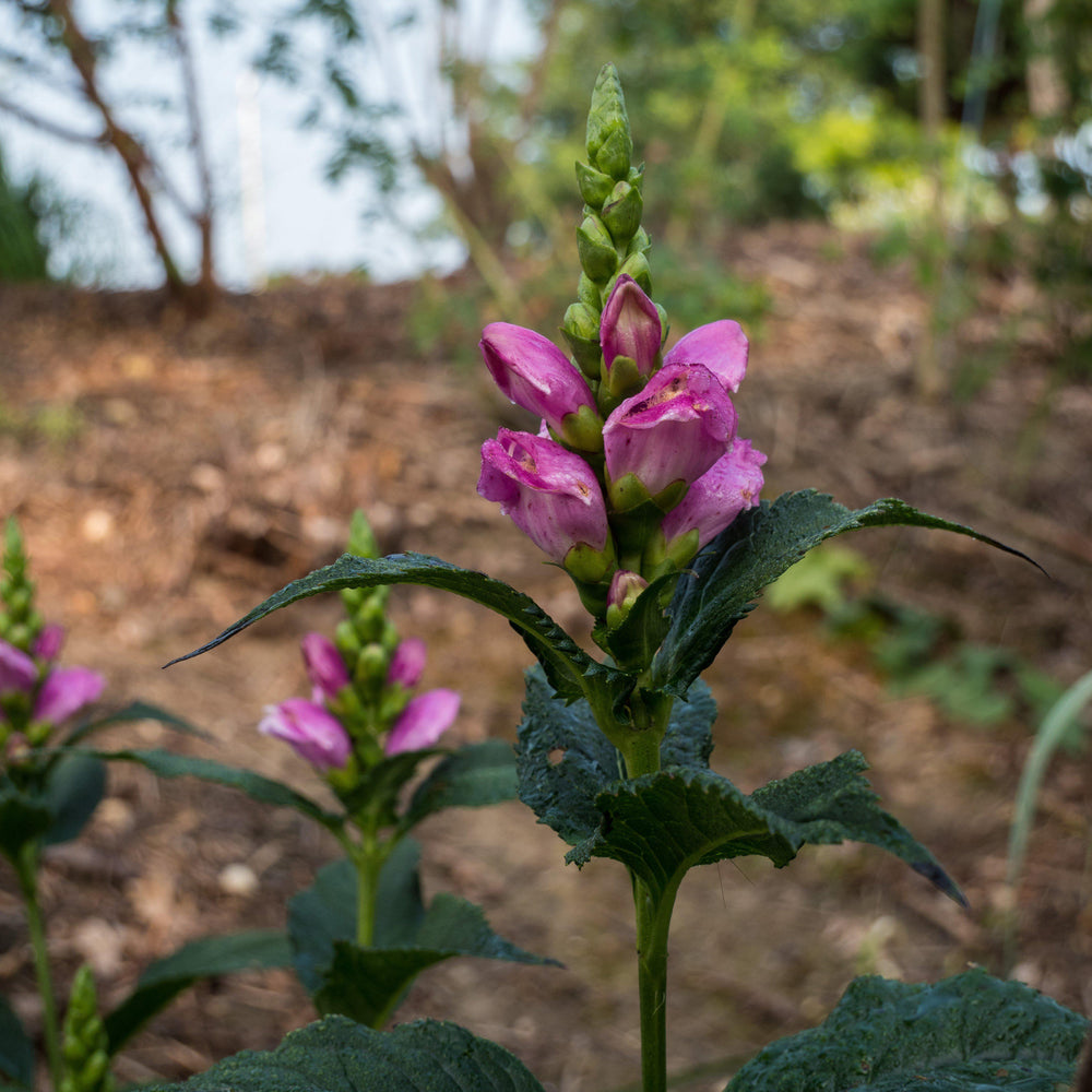 Chelone obliqua 'Armtipp02' ~ Tiny Tortuga Turtlehead-ServeScape