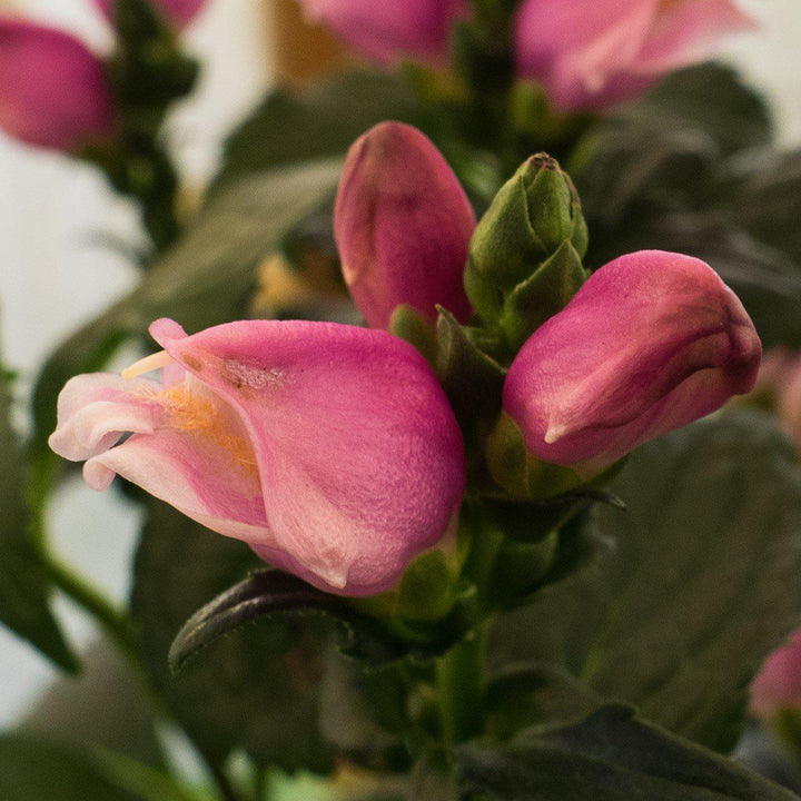 Chelone obliqua 'Armtipp02' ~ Tiny Tortuga Turtlehead-ServeScape