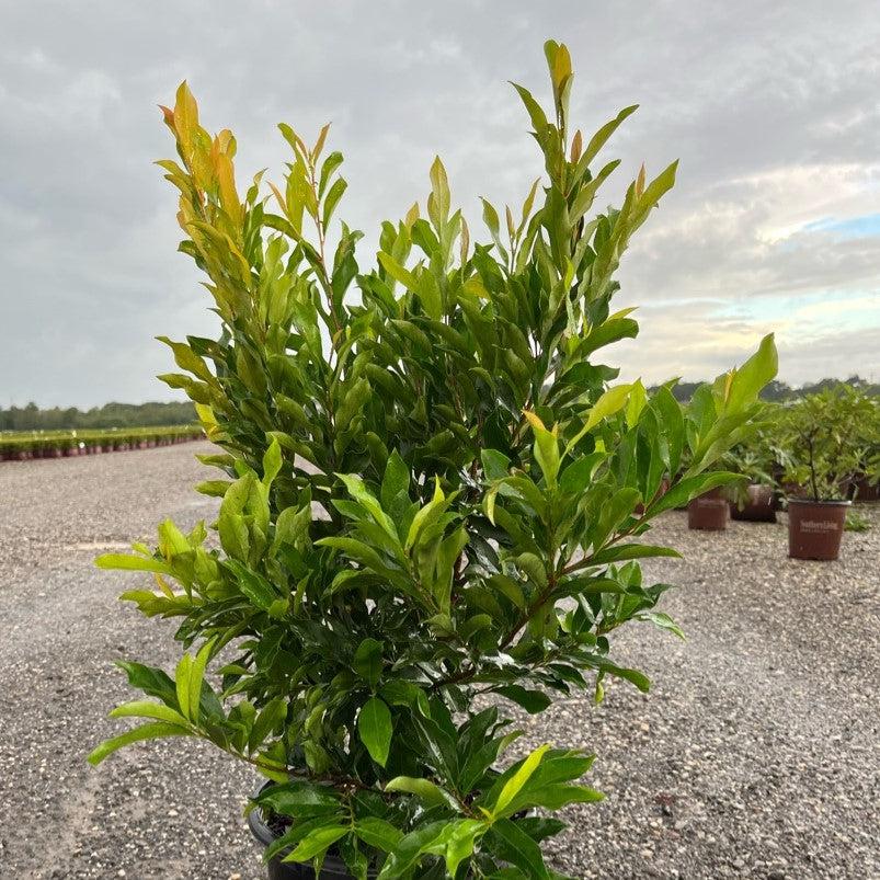 Prunus laurocerasus 'Cherry Ruffles' ~ Cherry Ruffles™ Cherry Laurel-ServeScape