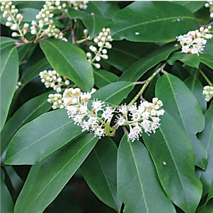 Prunus laurocerasus ~ Cherry Laurel-ServeScape