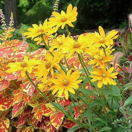 Rudbeckia hirta 'Prairie Sun' ~ Prairie Sun Black-Eyed Susan-ServeScape
