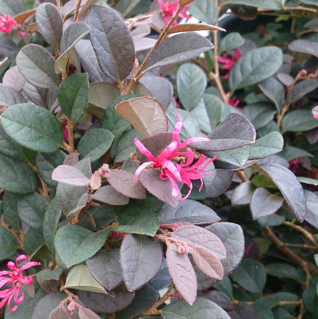 Loropetalum chinense 'Suzanne' ~ Suzanne Fringe Flower-ServeScape