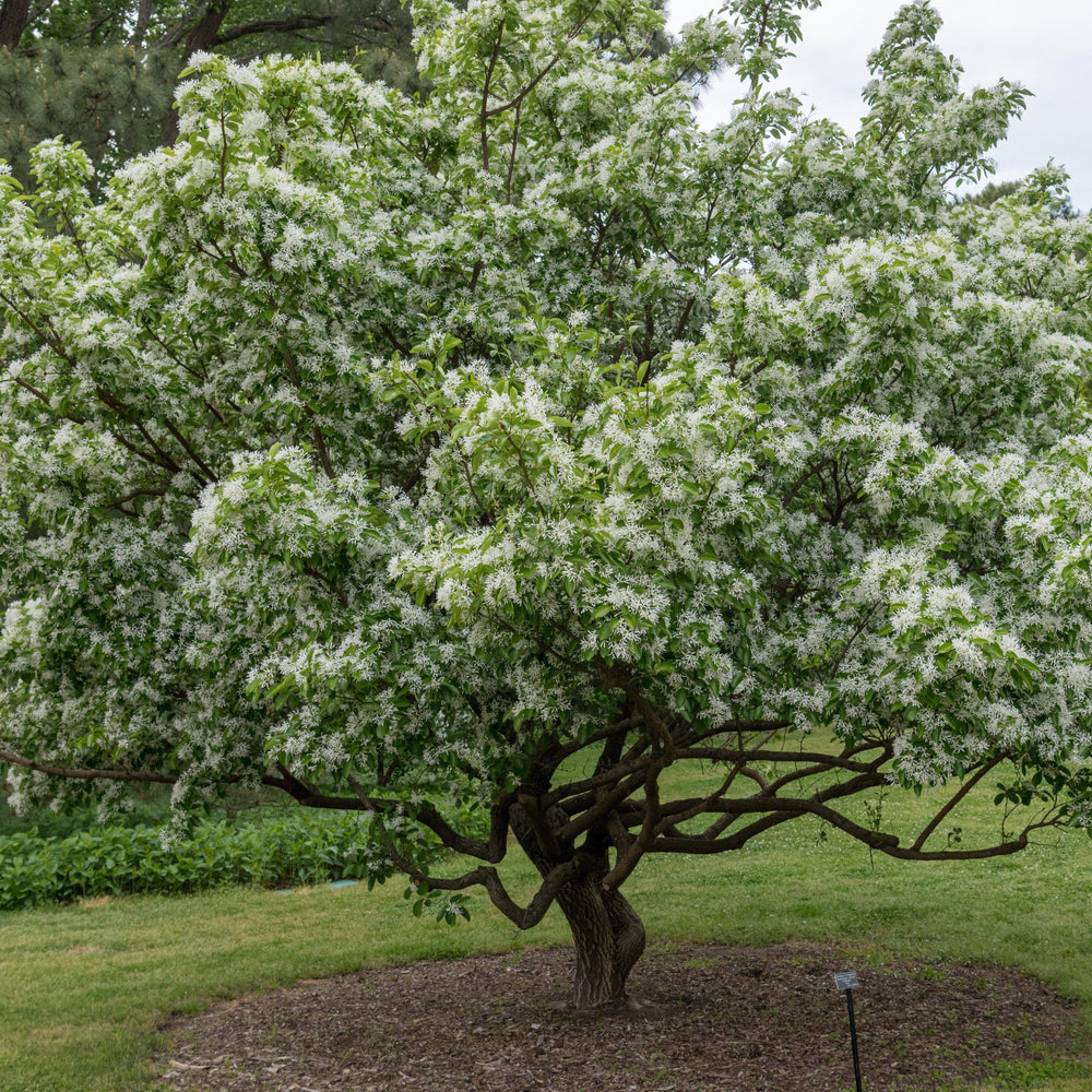 Chionanthus retusus 'Arnold's Pride' ~ Arnold's Pride Fringe Tree-ServeScape