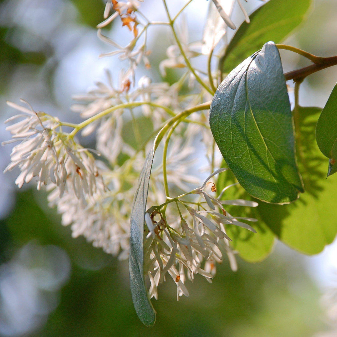 Chionanthus retusus 'Arnold's Pride' ~ Arnold's Pride Fringe Tree - Delivered By ServeScape