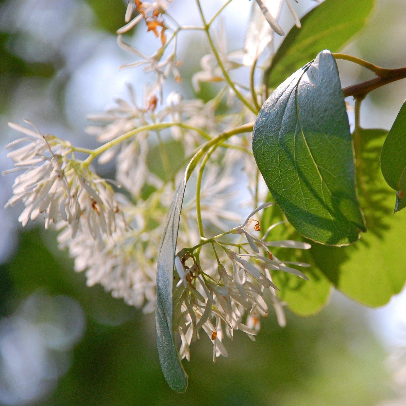 Chionanthus retusus 'Arnold's Pride' ~ Arnold's Pride Fringe Tree - Delivered By ServeScape