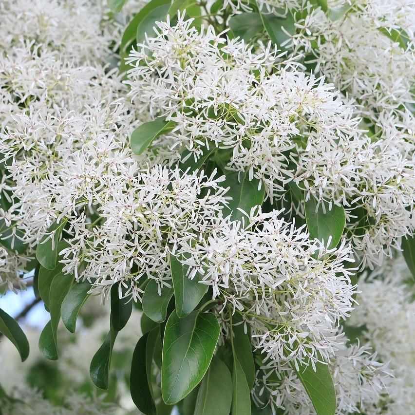 Chionanthus retusus 'China Snow' ~ China Snow Fringe Tree-ServeScape