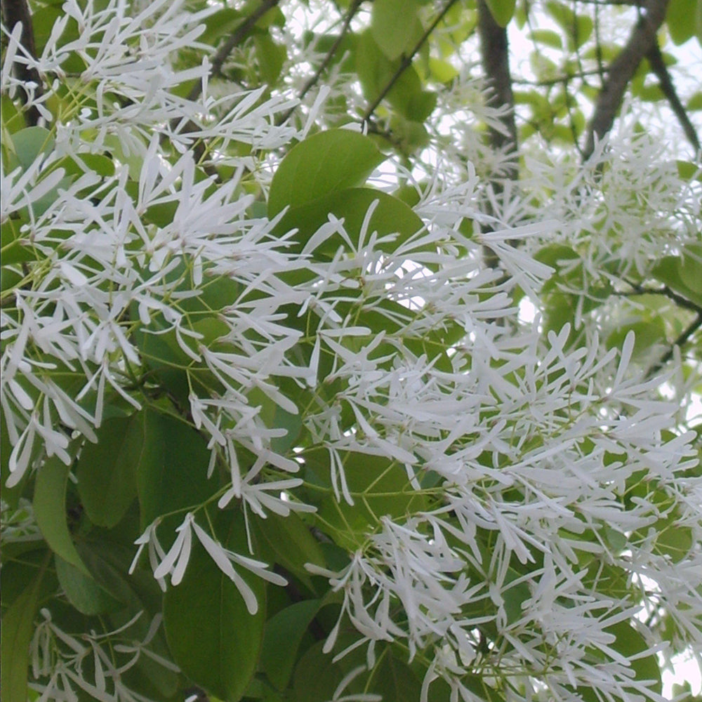 Chionanthus retusus ~ Chinese Fringe Tree-ServeScape