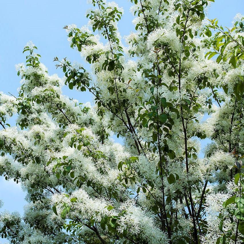 Chionanthus retusus 'Tokyo Tower' ~ Tokyo Tower Fringe Tree-ServeScape