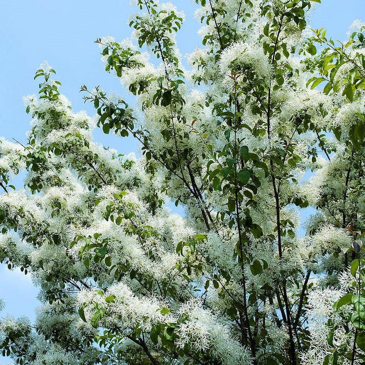 Chionanthus retusus 'Tokyo Tower' ~ Tokyo Tower Fringe Tree-ServeScape