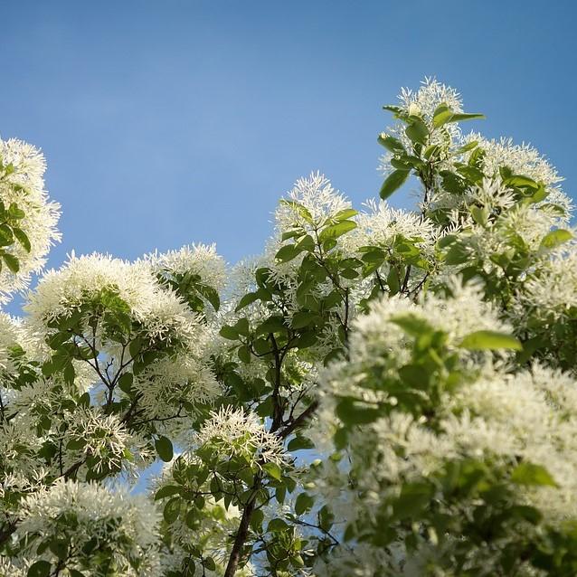 Chionanthus retusus 'Tokyo Tower' ~ Tokyo Tower Fringe Tree-ServeScape
