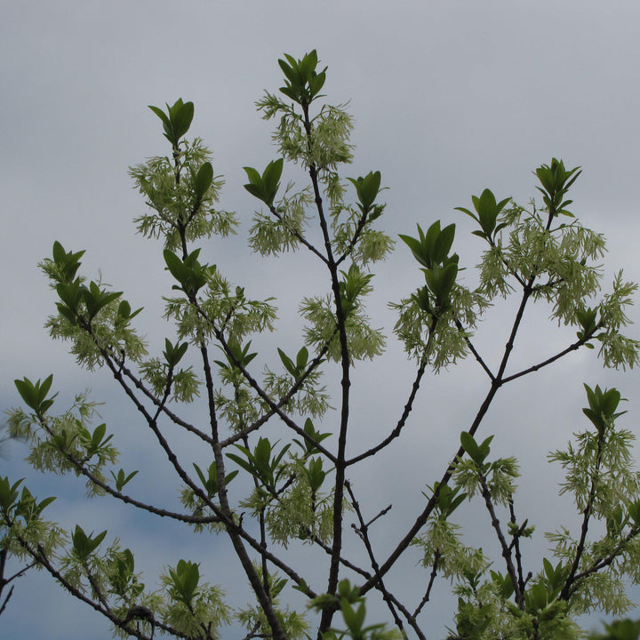Chionanthus retusus 'Tokyo Tower' ~ Tokyo Tower Fringe Tree-ServeScape