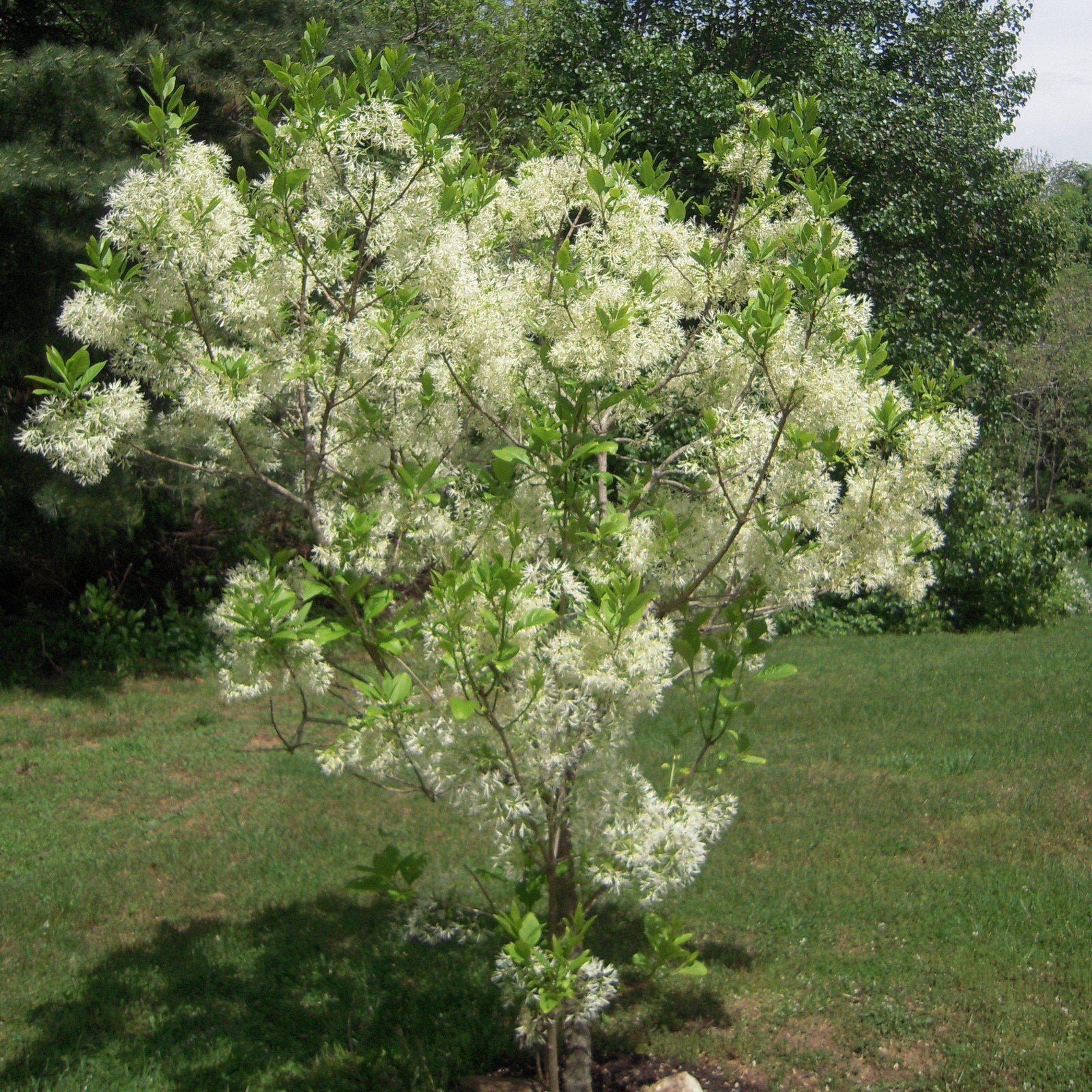 Chionanthus retusus 'Tokyo Tower' ~ Tokyo Tower Fringe Tree-ServeScape