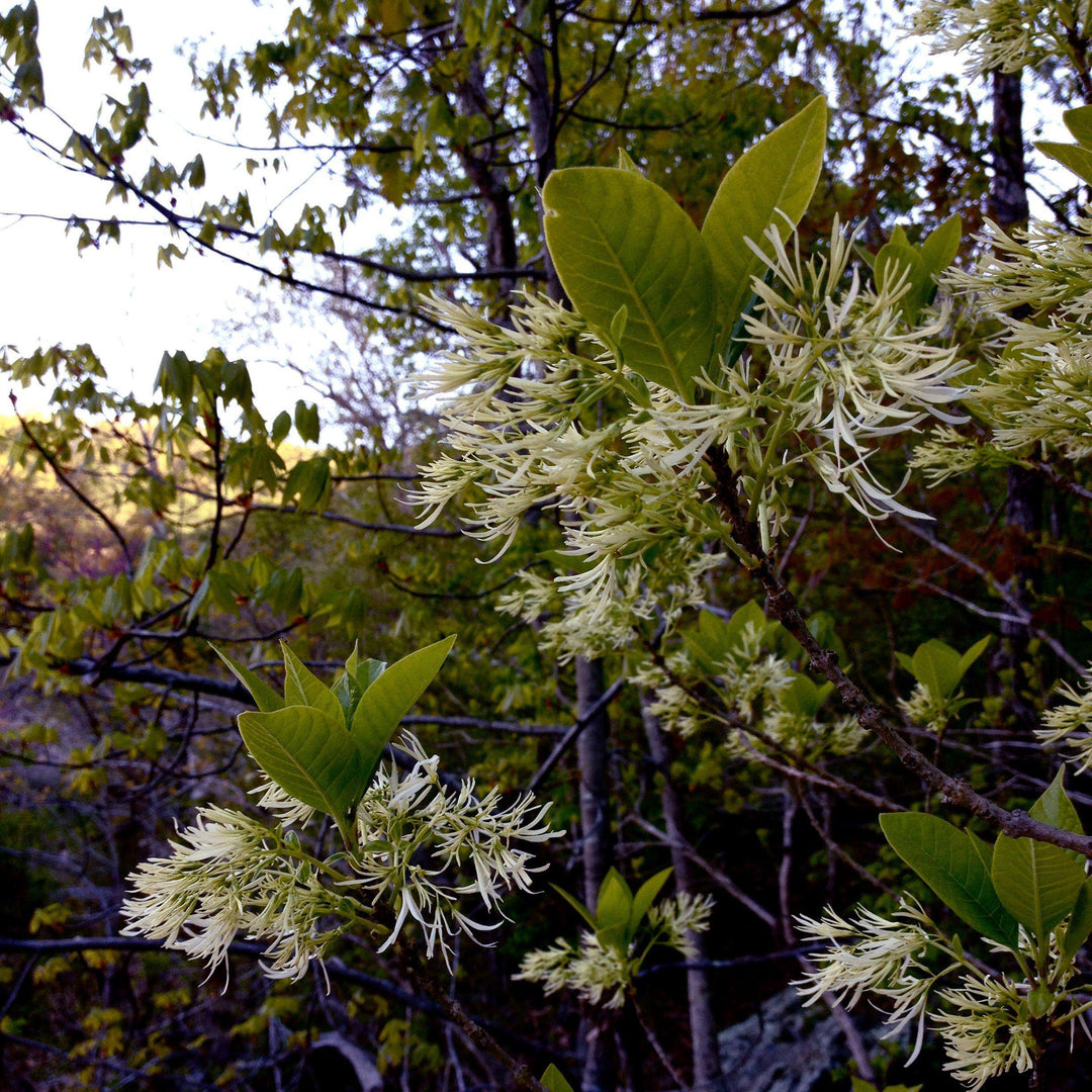 Chionanthus virginicus 'Grancy Gray-beard' ~ Grancy Gray-beard Fringetree-ServeScape