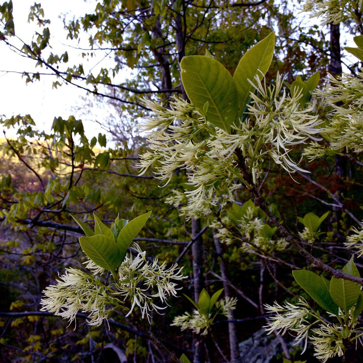 Chionanthus virginicus 'Grancy Gray-beard' ~ Grancy Gray-beard Fringetree-ServeScape