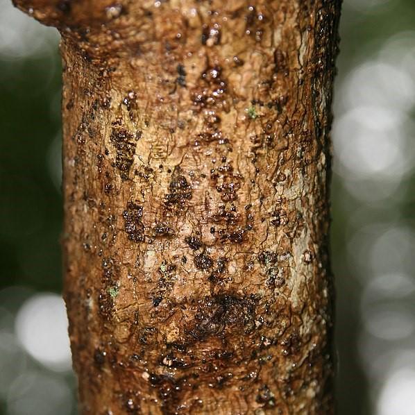 Chionanthus virginicus 'Grancy Gray-beard' ~ Grancy Gray-beard Fringetree-ServeScape