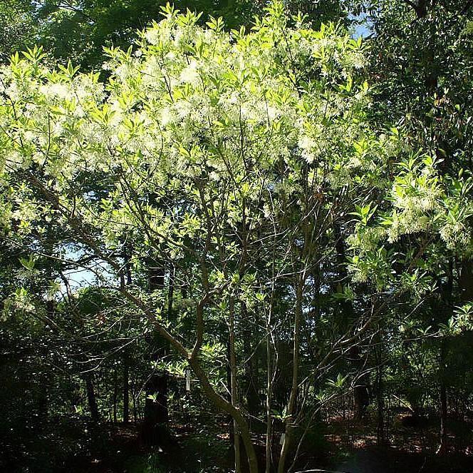 Chionanthus virginicus 'Grancy Gray-beard' ~ Grancy Gray-beard Fringetree-ServeScape