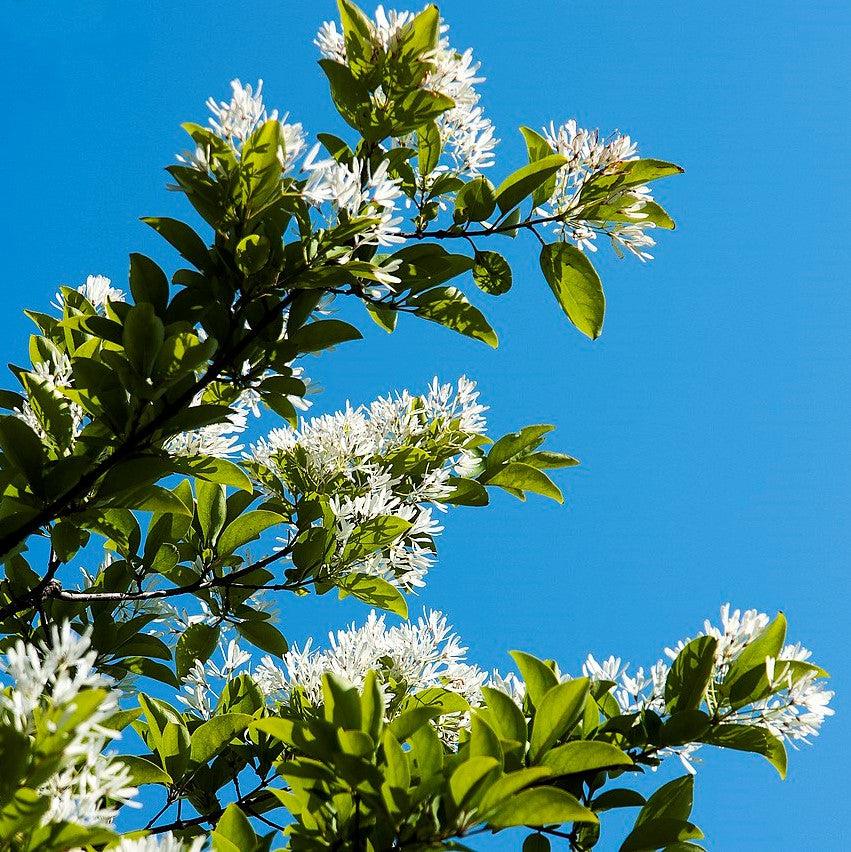 Chionanthus retusus 'CRN10' ~ Spirit™ Chinese Fringe Tree-ServeScape