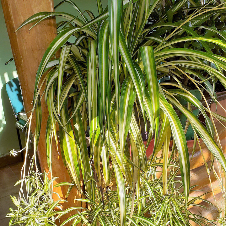 Chlorophytum comosum~ Spider Plant-ServeScape