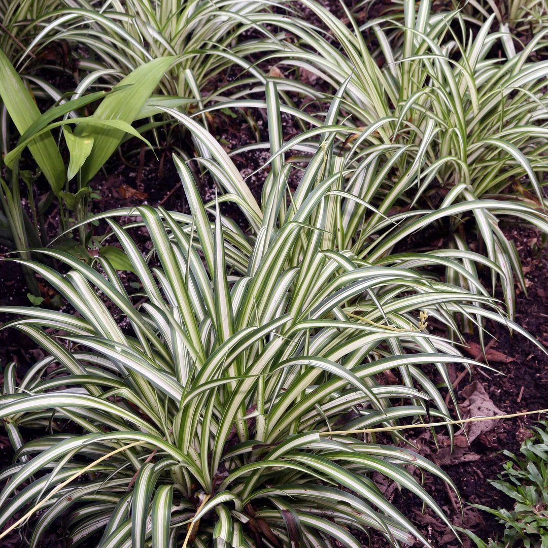 Chlorophytum comosum~ Spider Plant-ServeScape