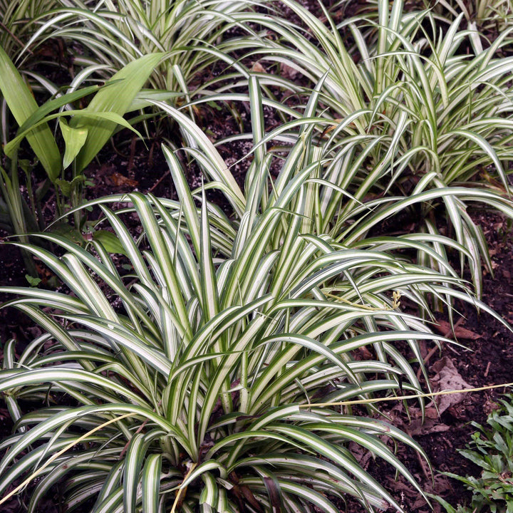 Chlorophytum comosum~ Spider Plant-ServeScape