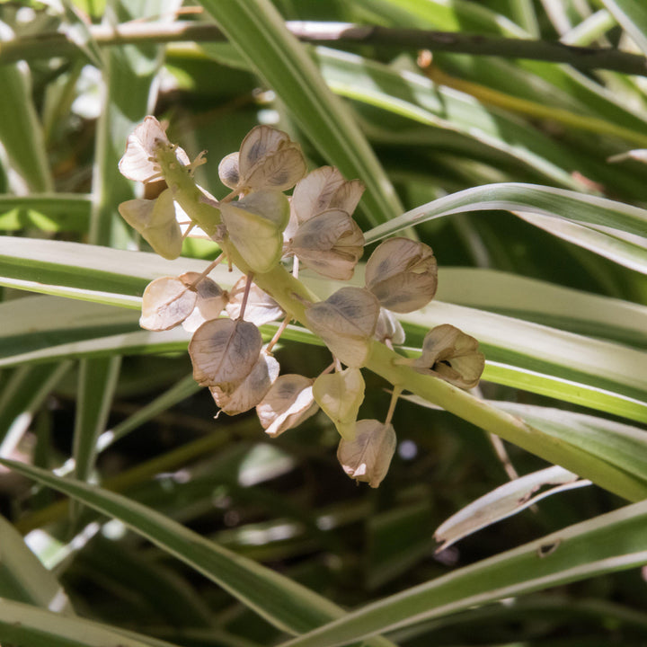 Chlorophytum comosum~ Spider Plant-ServeScape