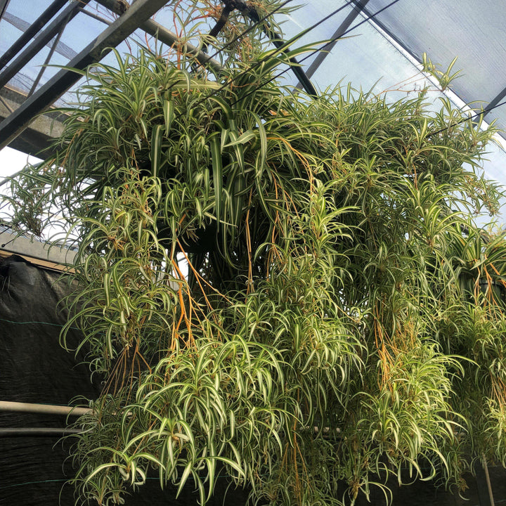 Chlorophytum comosum~ Spider Plant-ServeScape