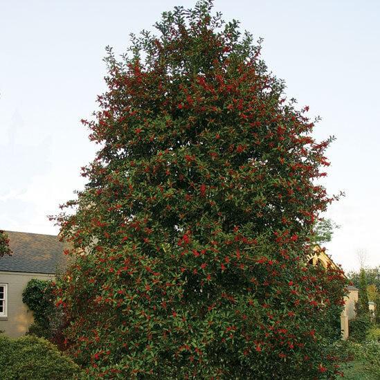 Ilex opaca x 'HL10-90' ~ Christmas Jewel® Holly-ServeScape