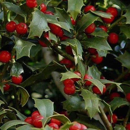 Ilex opaca x 'HL10-90' ~ Christmas Jewel® Holly-ServeScape