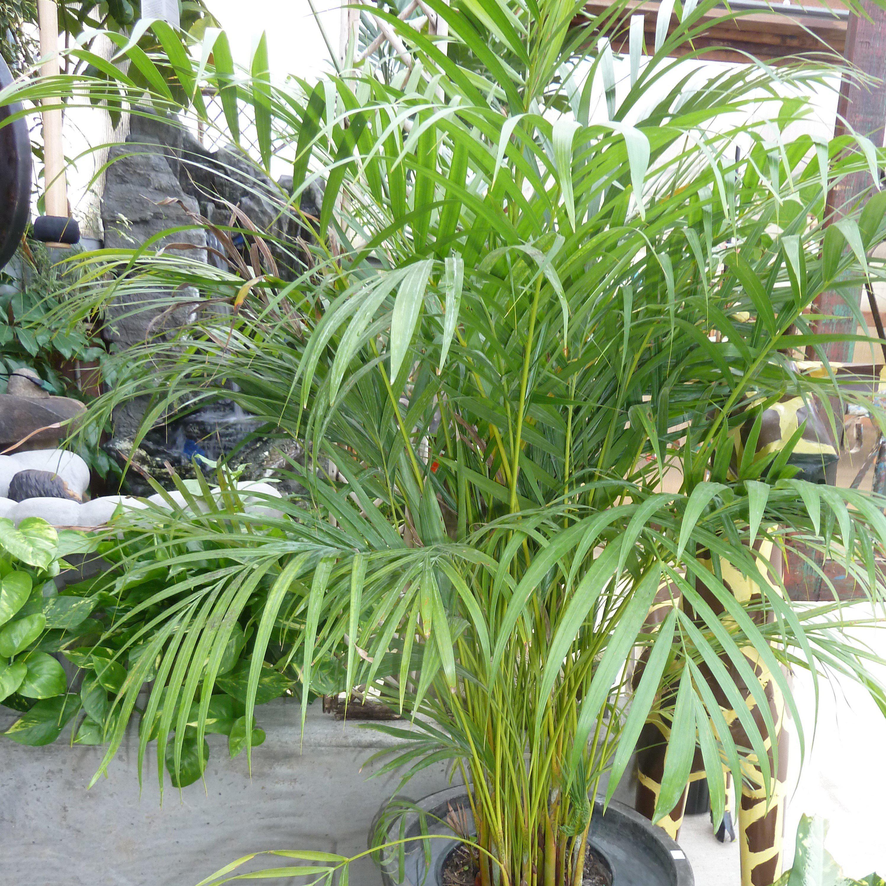 areca palm native Areca Palm