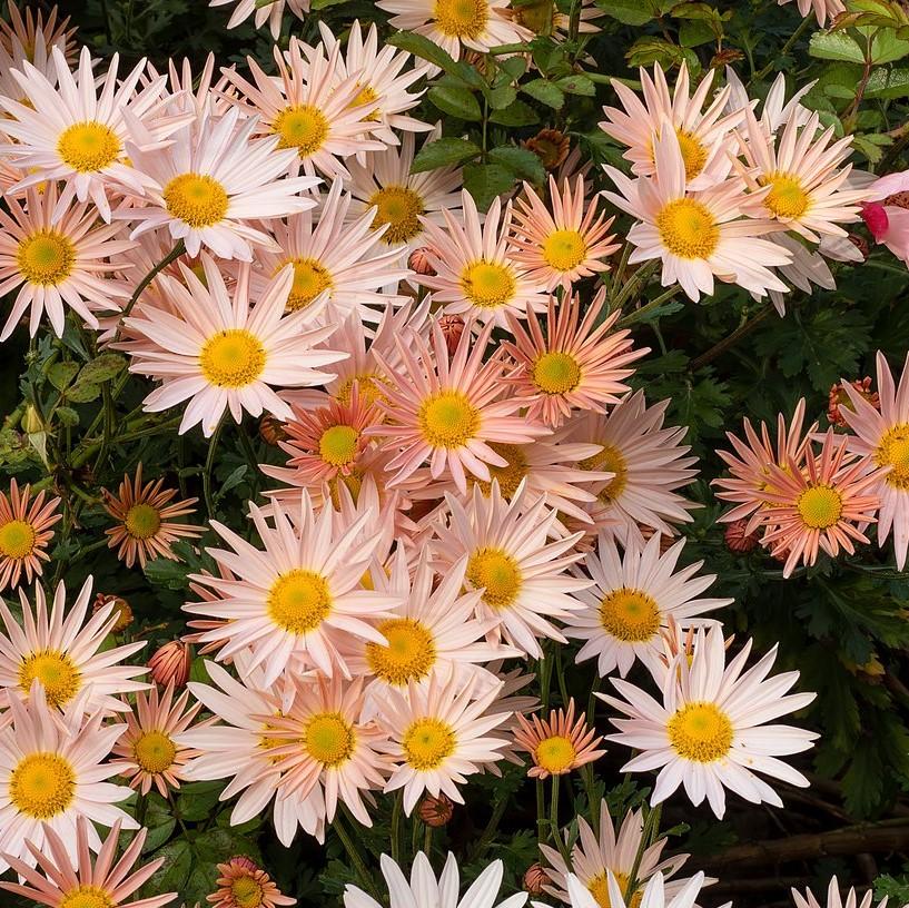 Chrysanthemum 'Apricot' ~ Apricot Fall Daisy Mum